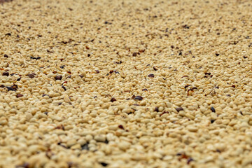 Washed arabica green coffee beans after harvest, ready to be roasted, Colombia, South America.