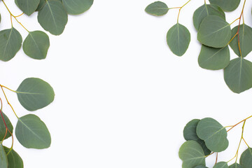 Green leaves of eucalyptus on white