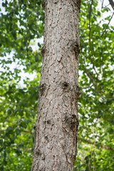 .Closeup of pine tree trunk in a public garden