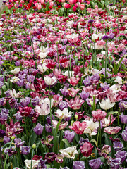 Tulips in Holland, Netherlands