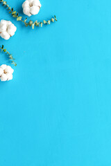 Flowers and leaves layout - cotton near eucalyptus branches on blue background top view, flat lay copy space