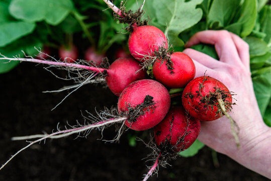 Fresh harvested radish in farmer hands.