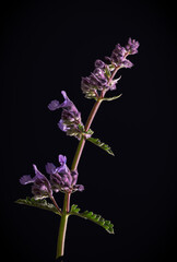 Catmint blossoms