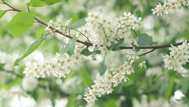 Bird-cherry tree in full bloom. Bird cherry flowers close up on blurred green background. Flowering Prunus Avium Tree with White Little Blossoms. View of a blooming in Spring. Copy space for text.