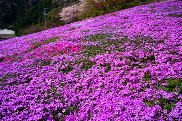 Obraz premium 桜と芝桜 広棚花の里(徳島県美馬市)
