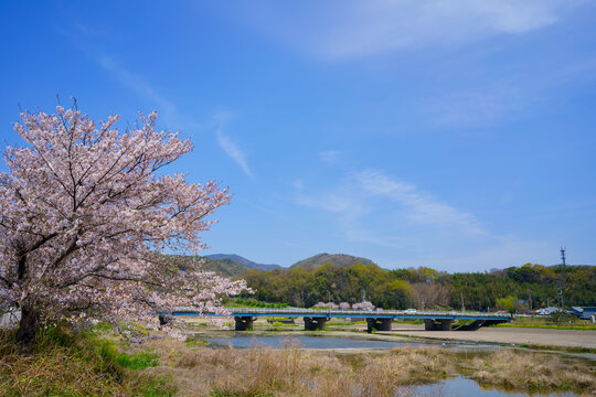 桜　日開谷川(徳島県阿波市)