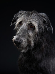 Charming Irish wolfhound on a black background. Dog in backlit studio