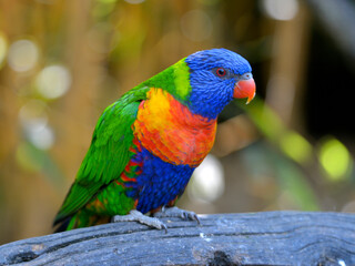 Multicolor Coconut lorikeet (Trichoglossus haematodus moluccanus) also known as the green-naped lorikeet and perched on branch