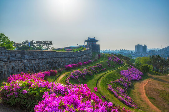 Hwaseong Fortress at suwon city,South Korea.In the beautiful sky.And beautiful flowers.South Korea