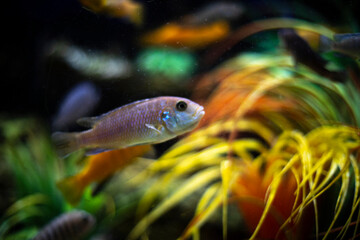 Marine fish in aquarium. Fish swim in water.