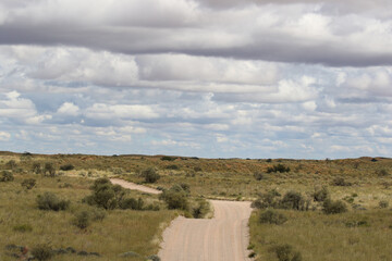 The 'green Kalahari' after all the rain, Kgalagadi, South Africa