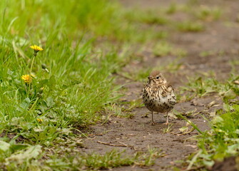 The song thrush (Turdus philomelos) is a thrush that breeds across the West Palearctic.
