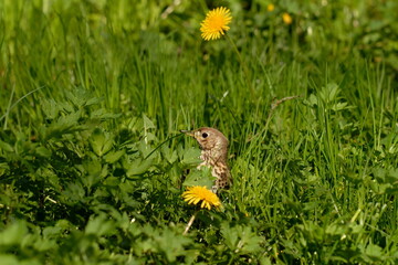 The song thrush (Turdus philomelos) is a thrush that breeds across the West Palearctic.