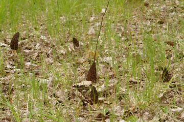 Morchella, the true morels, is a genus of edible sac fungi closely related to anatomically simpler cup fungi in the order Pezizales (division Ascomycota).