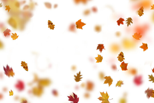 Fall Leaves Images – Browse 4,427,994 Stock Photos, Vectors, and Video