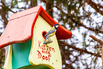 Great Tit (Parus major) and DIY Nest box - birdhouse with Text in german Katzen sind doof ( cats...