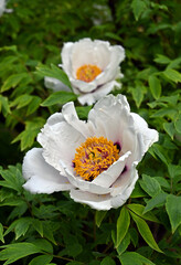 flowering bush of a tree peony with large white flowers. Blooming peonies in the botanical garden of the city.
