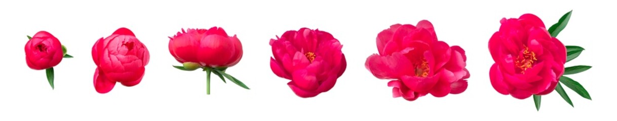 Pink magenta peony flowers isolated on white background. Beautiful flowers for your design, postcards, congratulations. Cut flower, nature,  bloom, decorative element © olgaarkhipenko