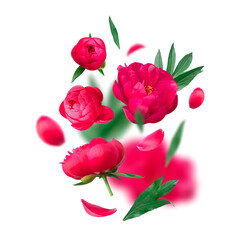 Pink magenta peony flowers, green leaves flying on white background. Natural floral background, flower levitation, decorative element. Beautiful flowers for your design, postcards, congratulations