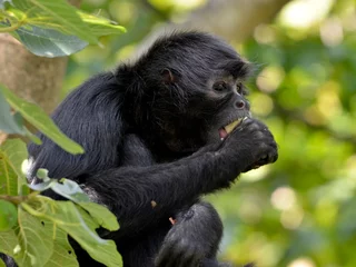 Foto op Plexiglas anti-reflex Black-headed spider monkey (Ateles fusciceps) eating a fruit in a fig tree © Christian Musat