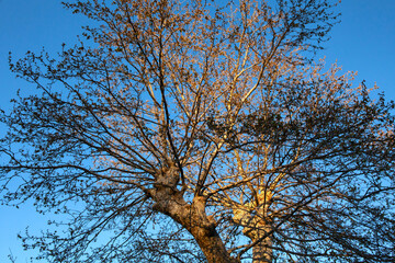 tree branches against sky