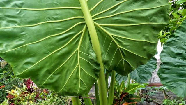 The broad leaves of the Taro plant are green, have a leaf frame to support the thin leaves