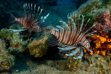 two lionfish roaming the reef
