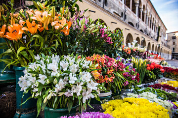 Colorful flower market at the center of historical town Padua (Padova) near Palace of Ragione building, Italy