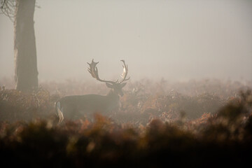 Silhouetted Fallow Deer stag during the annual deer rut in London's Parks