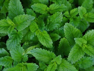 peppermint greens close up full frame, texture of lemon balm leaves as green natural background, beautiful mint leaves macro top view as textured backdrop