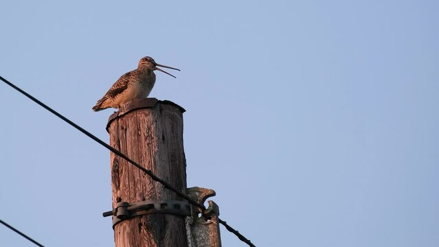 オオジシギ / Latham's snipe