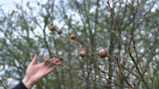 Oak Gall caused by gall wasp (Andricus quercustozae) - (4K)