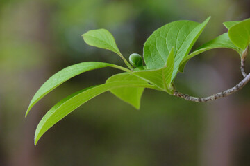 ナツツバキの若葉 / Japanese stewartia