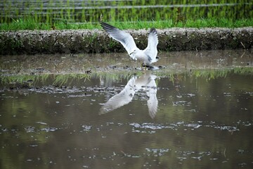 石川観光,カモメ,田んぼ,稲作,稲,鳥,青空,日本の風景,能登半島,和倉温泉