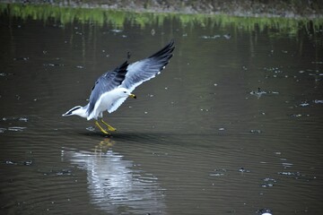 石川観光,カモメ,田んぼ,稲作,稲,鳥,青空,日本の風景,能登半島,和倉温泉
