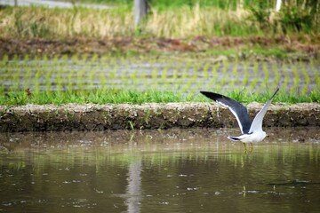 石川観光,カモメ,田んぼ,稲作,稲,鳥,青空,日本の風景,能登半島,和倉温泉
