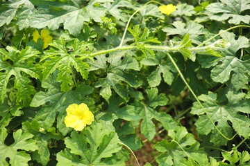 Bitter melon Stock on tree in farm for harvest