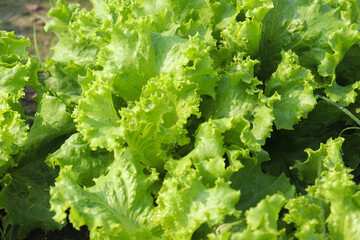 lettuce leaf on farm for harvest