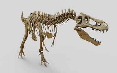 Tyrannosaurus Rex skeleton on isolated background. Dinosaur skeleton over white isolated background. 3d illustration © POSMGUYS