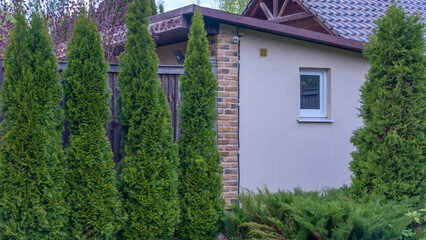 Well groomed green conical thuja coniferous trees in garden. Evergreen trees planted abreast make...