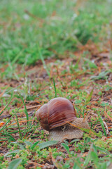 snail on a green leaf