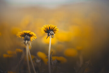 Fototapeta na wymiar Beautiful yellow dandelion wildflowers grow in a field on a summer day. Weeds. Nature in summer.