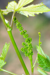 Close-up of flowering grape vines, grapes bloom
