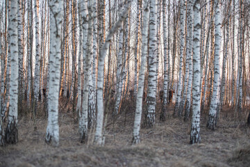 Polish wisents in their natural environment
