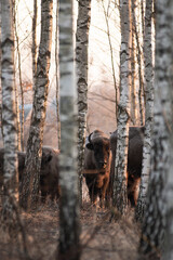 Polish wisents in their natural environment
