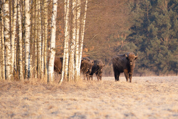 Polish wisents in their natural environment
