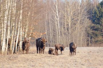 Polish wisents in their natural environment
