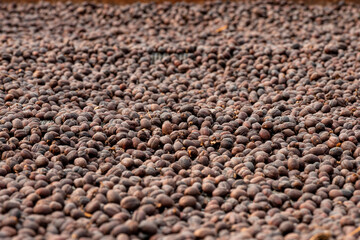 Red coffee berries are laid inside to dry in a warehouse, method for processing the natural type coffe, Colombia, South America