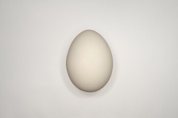 White chiken egg on white background
