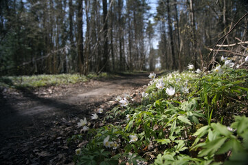 White little flowers growing on side of walking trail in morning light